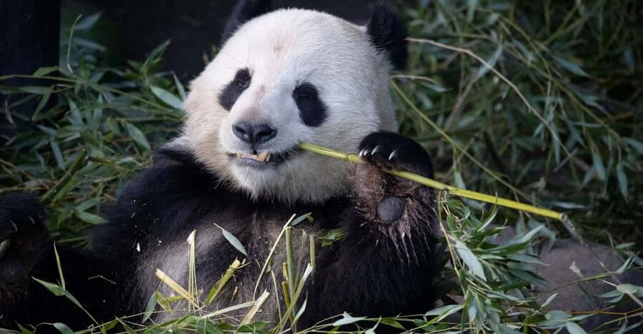 Copenhagen: Copenhagen Zoo Entry Ticket - Key points to know before you go