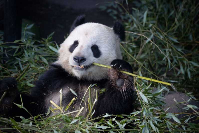 Copenhagen: Copenhagen Zoo Entry Ticket - The panda house and the animals people come to see